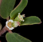 Spotted spurge